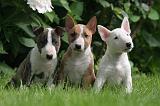 BULL TERRIER MINIATURE 130